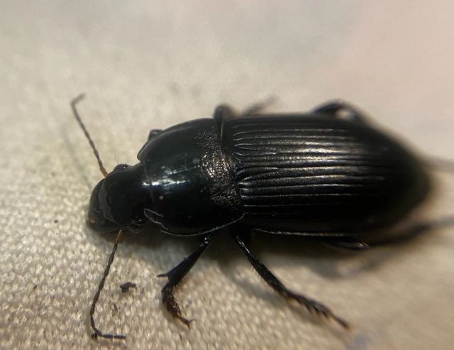 Harpalus caspius - keleti lomhafutó