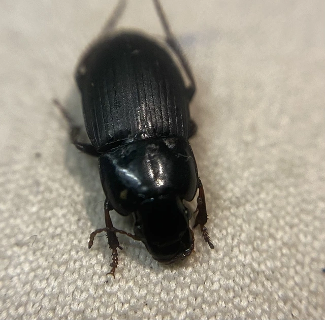 Harpalus tardus - ligeti lomhafutó