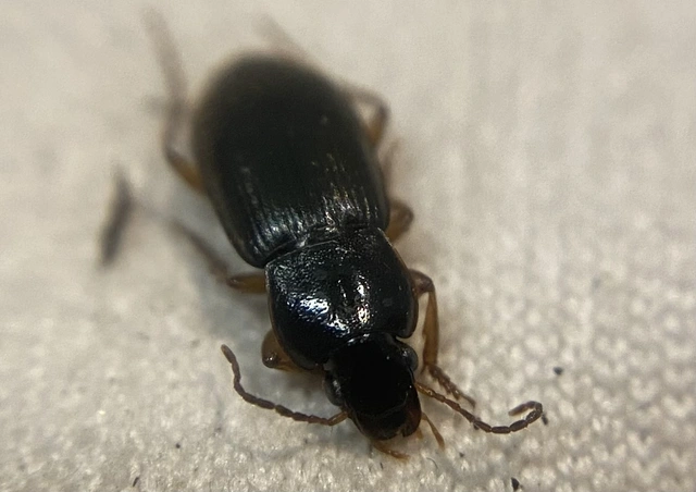 Parophonus dejeani - feketés molyhosfutó