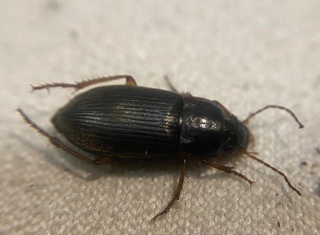 Parophonus hirsutulus - nagy molyhosfutó