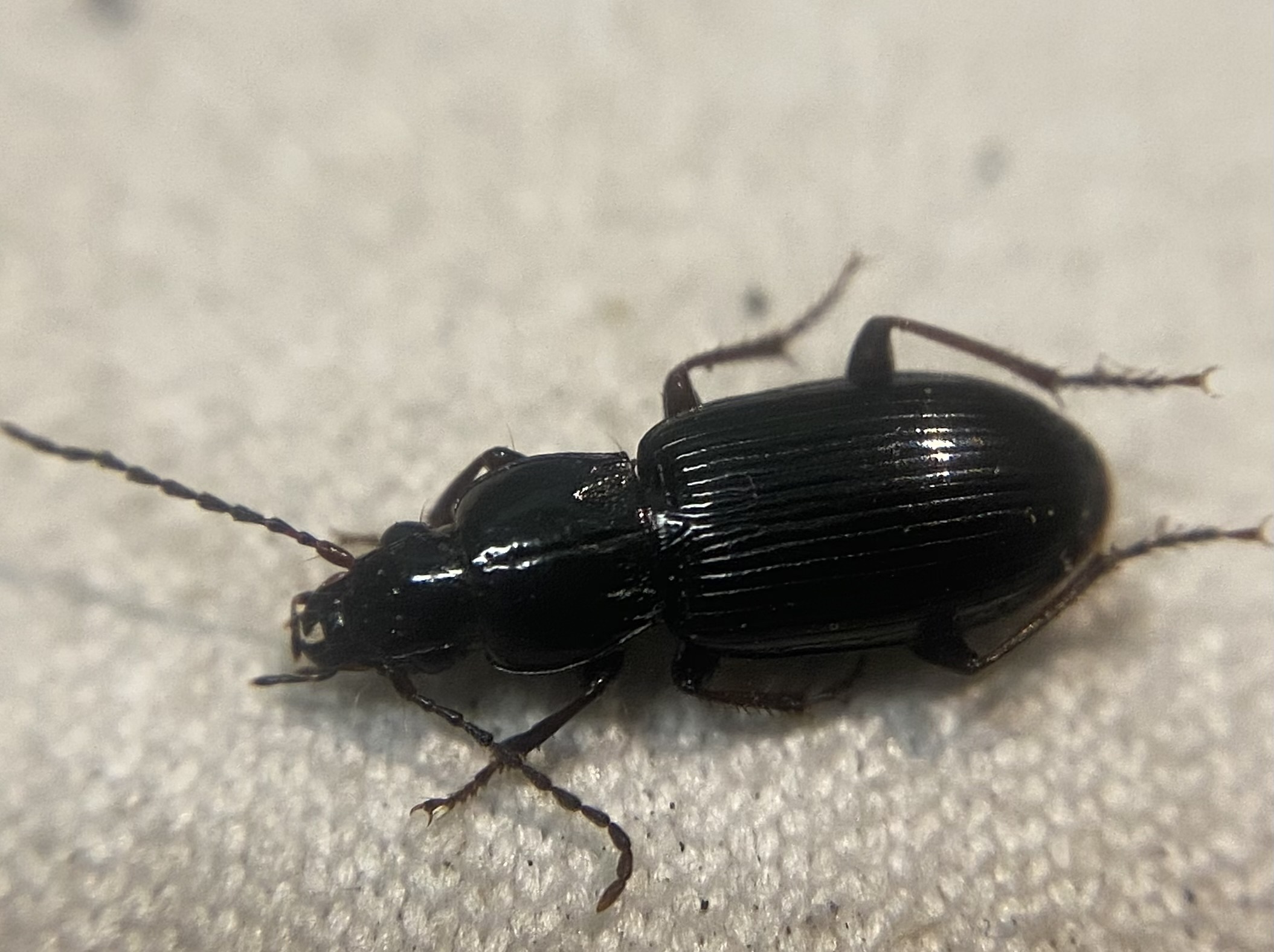 Pterostichus minor - kis gyászfutó