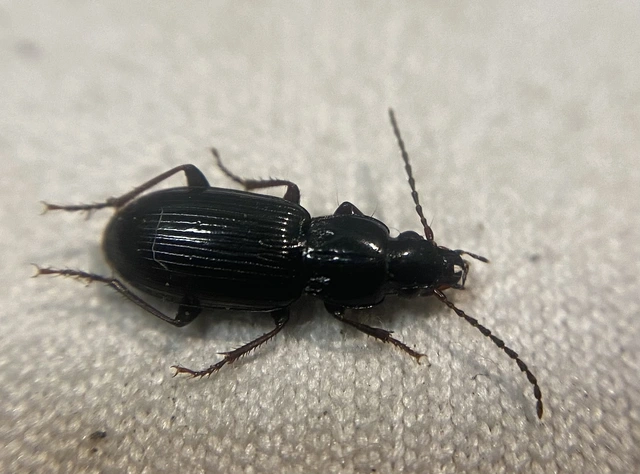 Pterostichus minor - kis gyászfutó