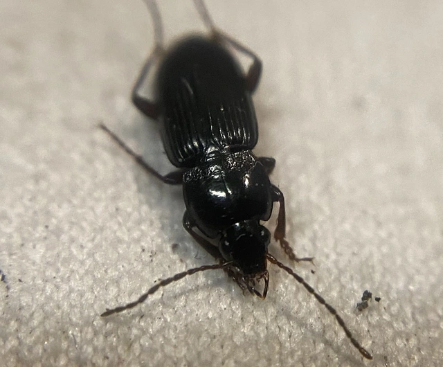 Pterostichus vernalis - ligeti gyászfutó