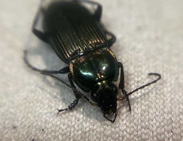 Poecilus versicolor - smaragd-gyászfutó