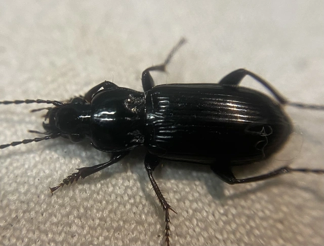 Pterostichus anthracinus - fekete gyászfutó