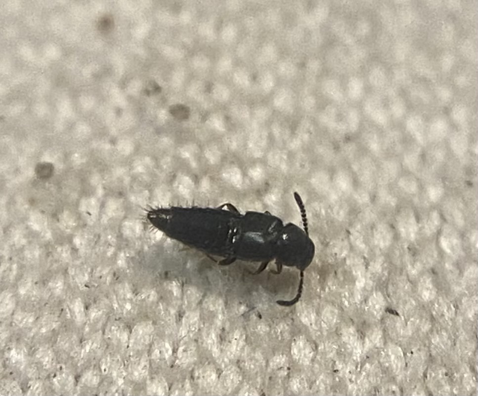 Atheta macrocera - kerekfejű penészholyva