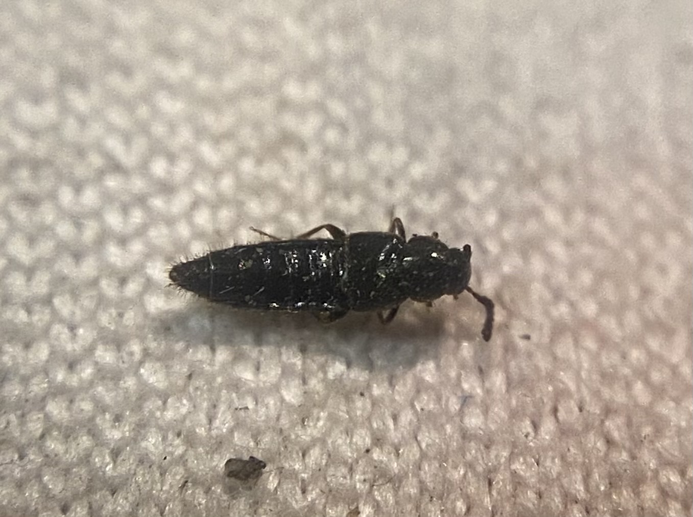 Aleochara sparsa