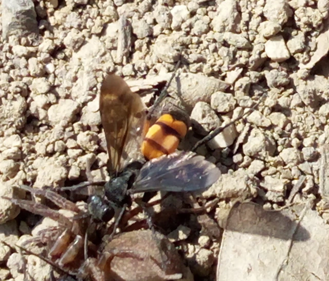 Anoplius viaticus - közönséges útonállódarázs Anoplius viaticus - közönséges útonállódarázs