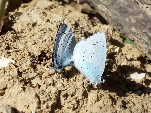 Celastrina argiolus - bengeboglárka