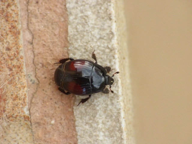 Margarinotus purpurascens - vöröslő sutabogár Margarinotus purpurascens - vöröslő sutabogár