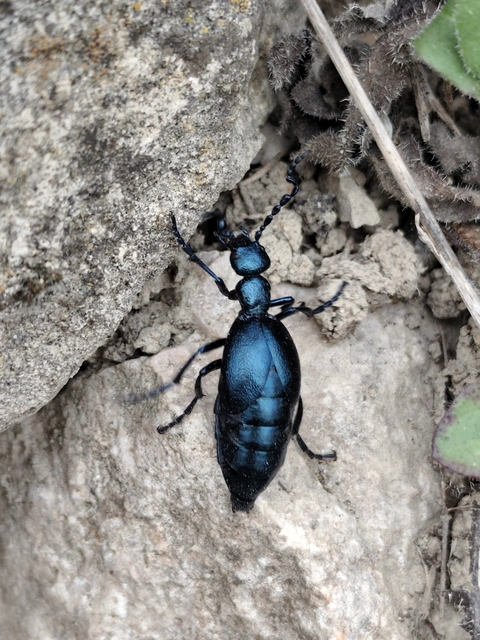 Meloe violaceus - kék nünüke