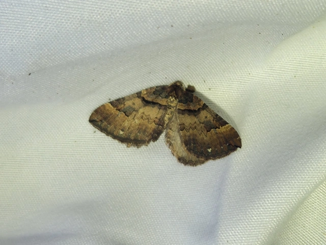 Earophila badiata - csipkerózsa-araszoló