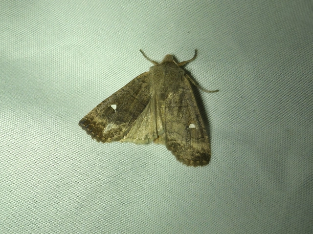 Eupsilia transversa - holdacskás télibagoly