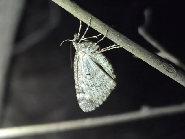 Chloroclysta siterata - salátazöld araszoló