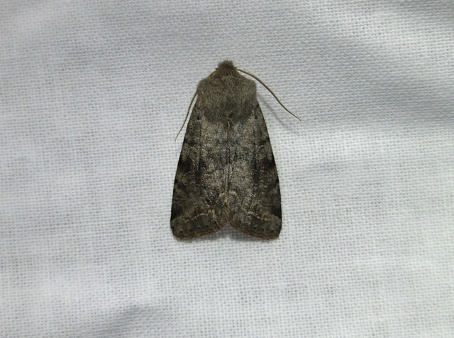 Orthosia incerta - változékony barkabagoly