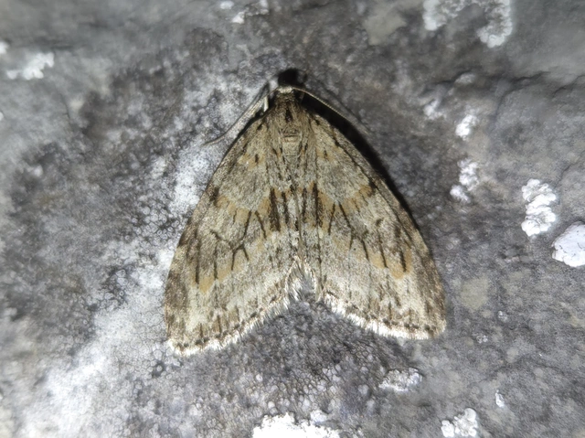 Trichopteryx polycommata - kőrisfa-lebenyesaraszoló