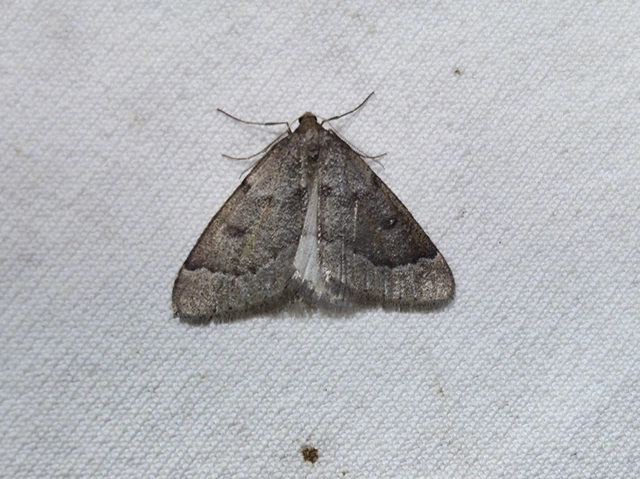 Theria rupicapraria - tavaszi kökényaraszoló