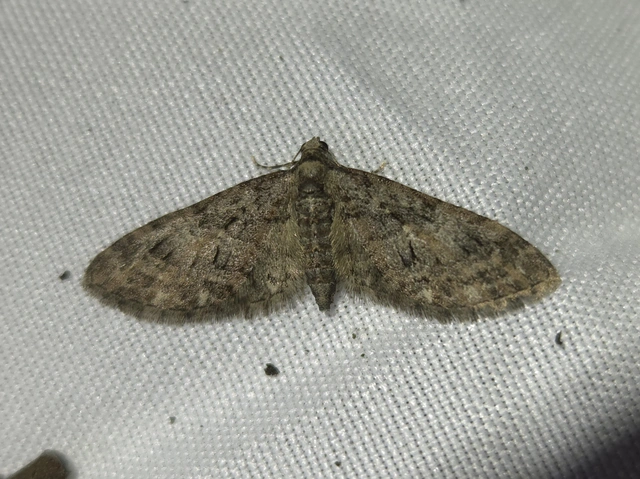 Eupithecia abbreviata - korai törpearaszoló
