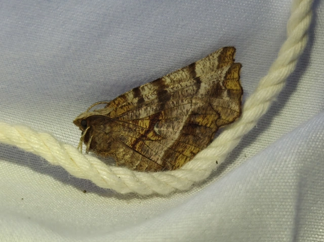 Selenia dentaria - kétfoltos holdasaraszoló