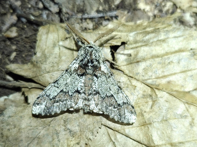 Biston strataria - barnapettyes araszoló