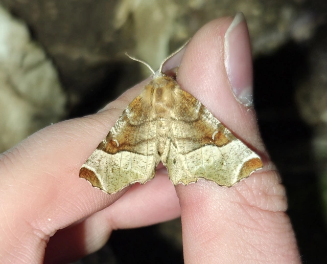 Selenia tetralunaria - négyfoltos holdasaraszoló