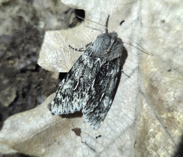 Brachionycha nubeculosa - zömök fésűsbagoly