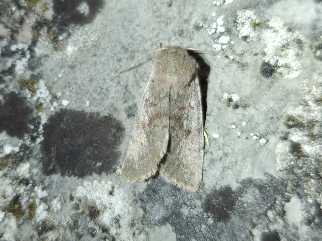 Orthosia populeti - nyárfa-barkabagoly