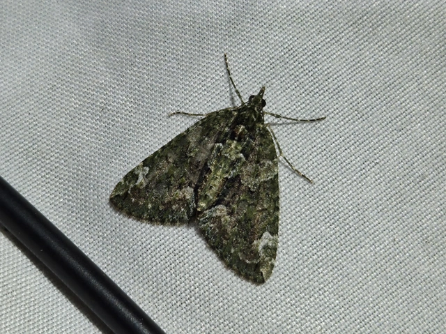 Chloroclysta siterata - salátazöld araszoló