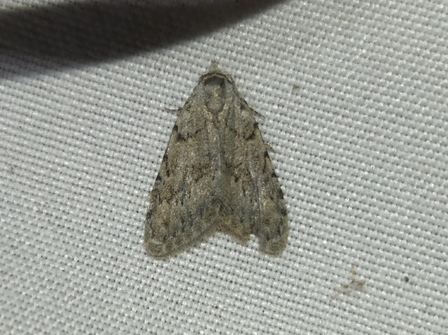 Nola cicatricalis - szürke pamacsosszövő