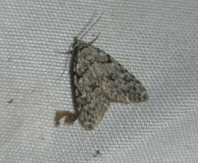 Nola cicatricalis - szürke pamacsosszövő