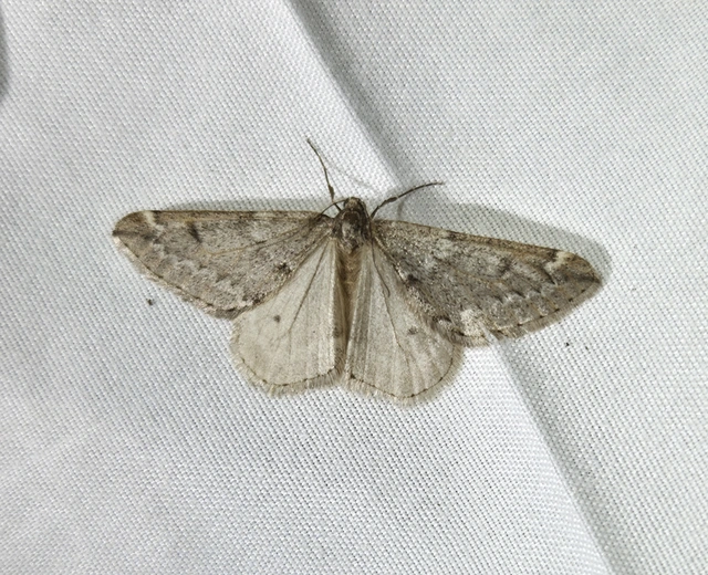 Alsophila aescularia - vadgesztenye-araszoló