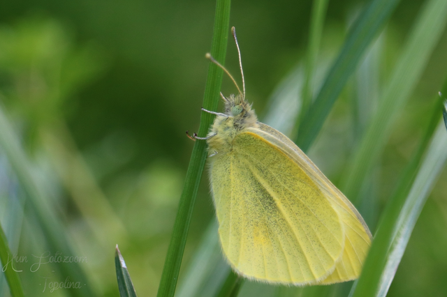 Pieris rapae - répalepke
