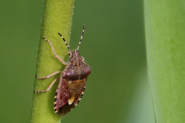 Dolycoris baccarum - közönséges bogyómászó-poloska Dolycoris baccarum - közönséges bogyómászó-poloska