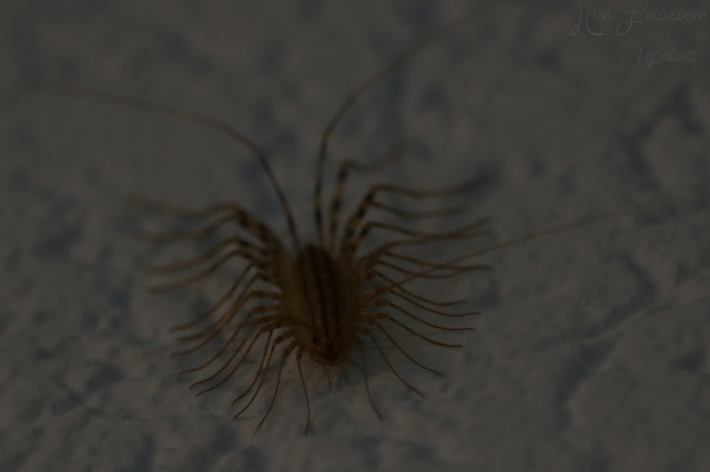 Scutigera coleoptrata - légyölő pókszázlábú