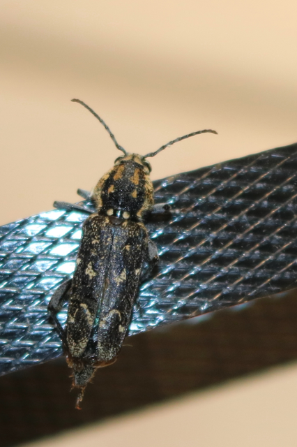 Xylotrechus rusticus - egérszínű darázscincér Xylotrechus rusticus - egérszínű darázscincér