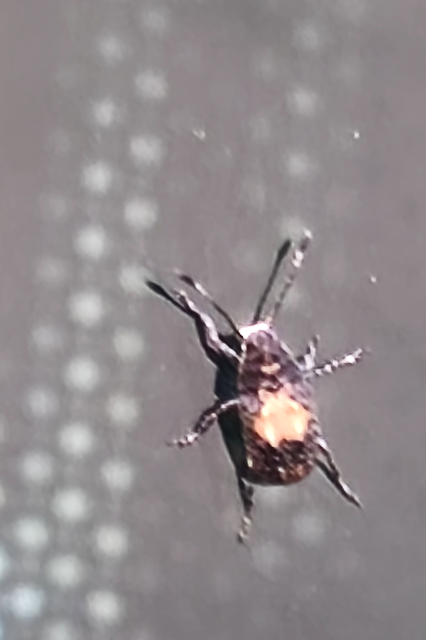 Anthribidae - orrosbogárfélék