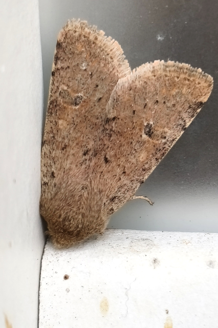 Orthosia cruda - kis barkabagoly