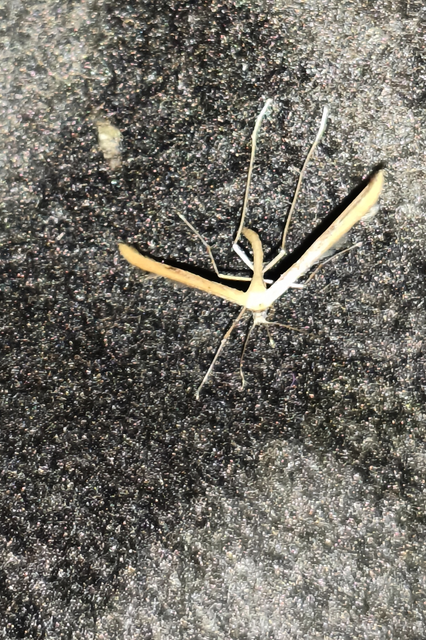 Emmelina monodactyla/argoteles