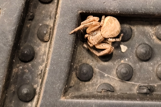 Thomisidae - karolópókok