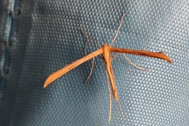 Emmelina monodactyla/argoteles