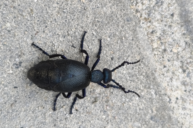 Meloe proscarabaeus - közönséges nünüke
