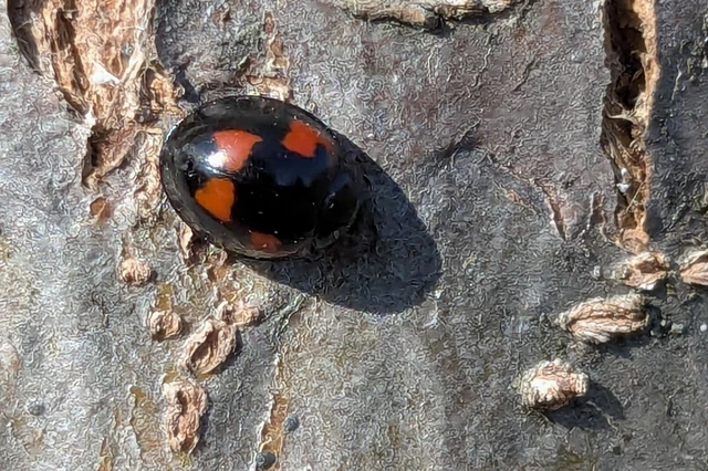 Exochomus quadripustulatus - négyfoltos szerecsenkata