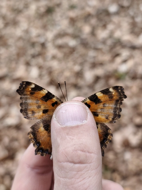 Nymphalis polychloros - nagy rókalepke