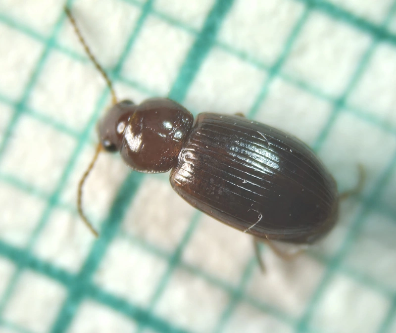 Bradycellus caucasicus