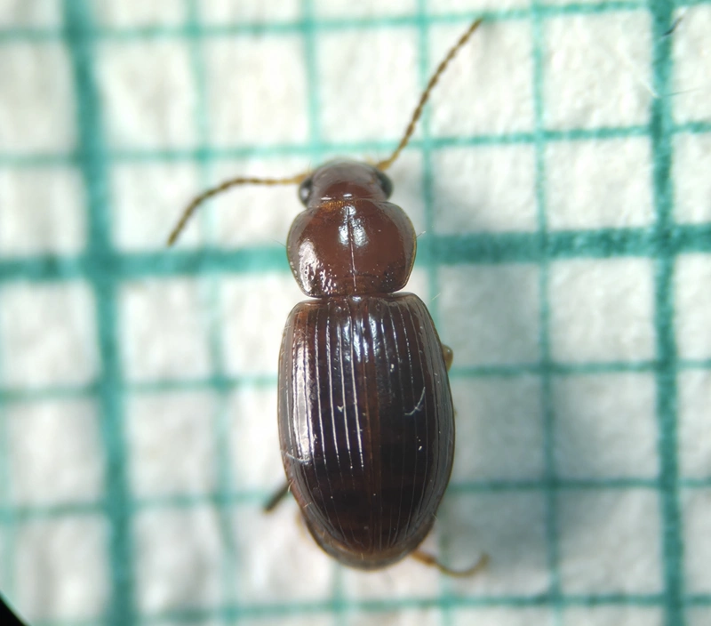 Bradycellus caucasicus - szárnyatlan rétfutonc