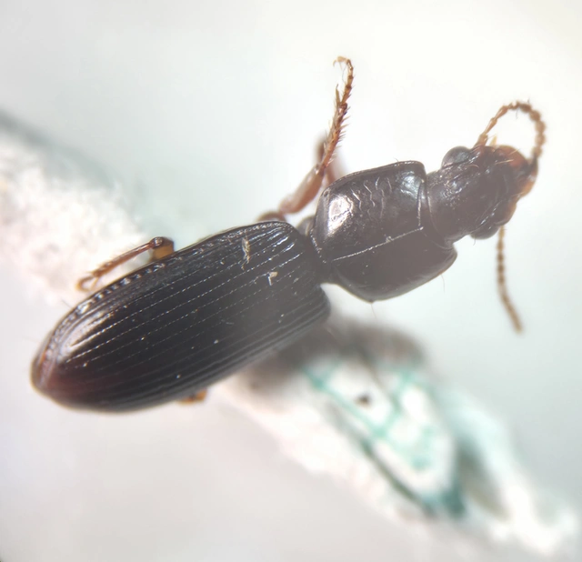 Clivina fossor - egyszínű vakondfutó