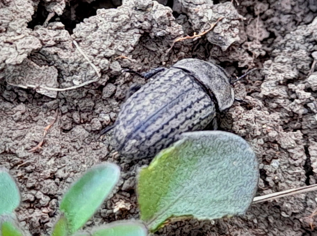 Opatrum sabulosum - sároshátú gyászbogár Opatrum sabulosum - sároshátú gyászbogár