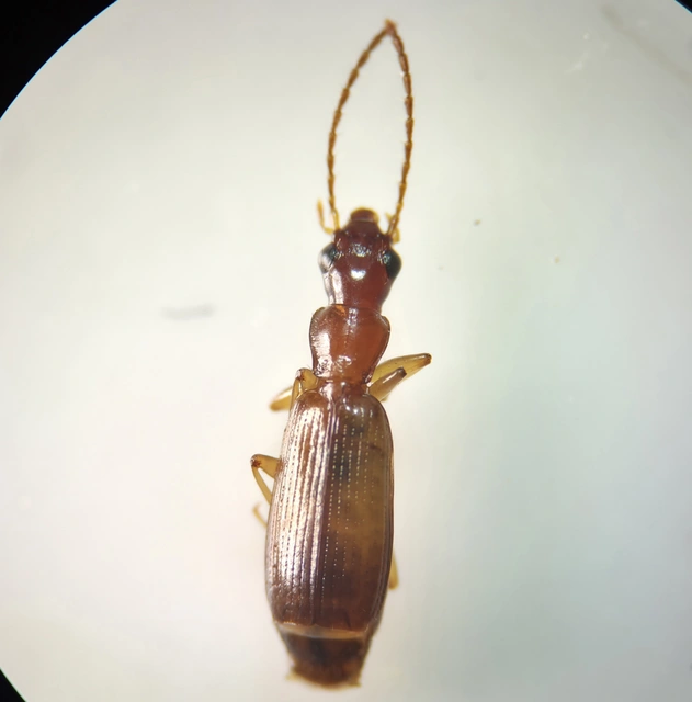 Paradromius linearis - karcsú kéregfutó