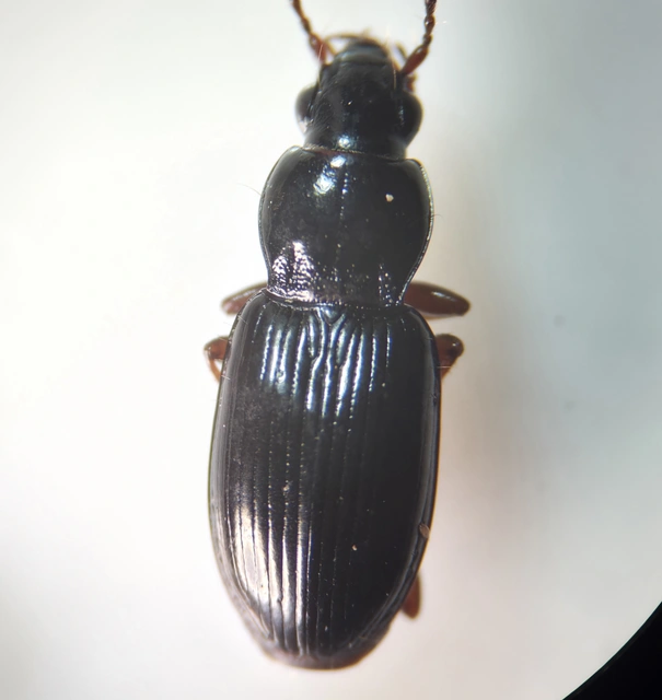 Pterostichus strenuus - gombszemű gyászfutó