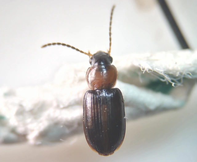 Acupalpus flavicollis - vörösnyakú törpefutonc